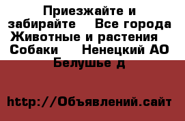 Приезжайте и забирайте. - Все города Животные и растения » Собаки   . Ненецкий АО,Белушье д.